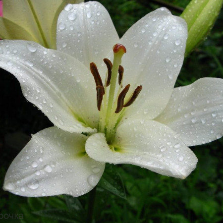 Лилия отдушка UKR Лилия отдушка UKR