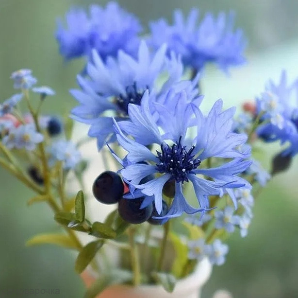 Черника и Василек отдушка F - Черника и Василек отдушка F -