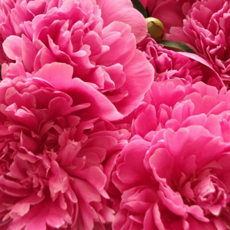 Пион отдушка F Пион отдушка F