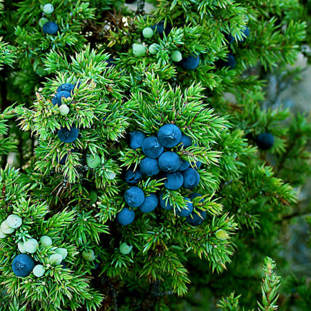 Можжевельник отдушка F Можжевельник отдушка F