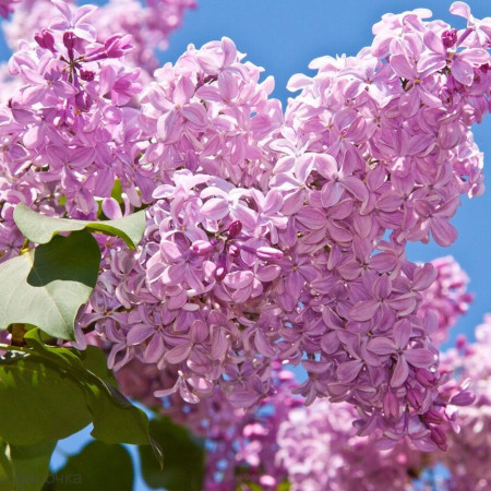 Цветущая сирень отдушка F Цветущая сирень отдушка F