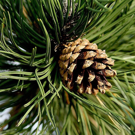 Сосна отдушка F Сосна отдушка F