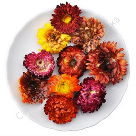 Хризантема разноцветная цветки Хризантема разноцветная цветки