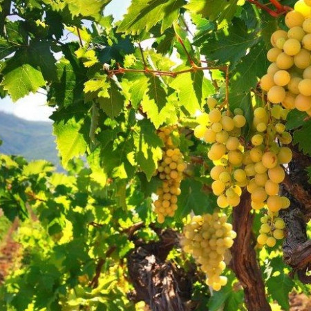 Мускатель отдушка UKR Мускатель отдушка UKR