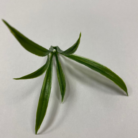 Вставка в букет осока 10 шт.