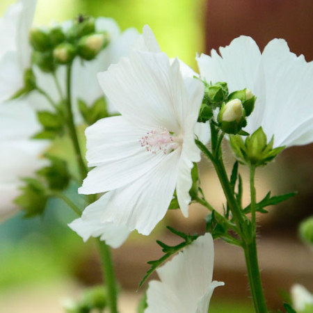 Белый мускус отдушка F Белый мускус отдушка F