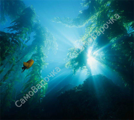 Океан Отдушка F Океан Отдушка F