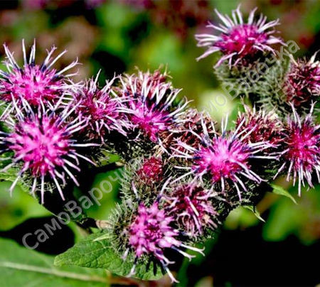 Масло репейное натуральное