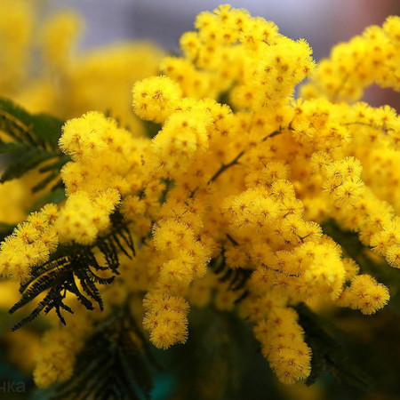 Мимоза отдушка  F