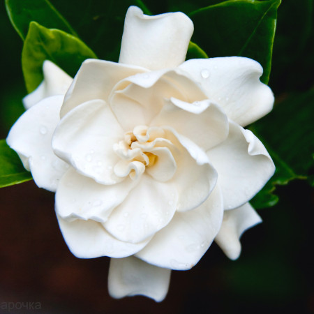 Гардения отдушка для свечей F