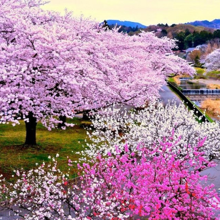 Слива и Сакура отдушка F