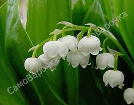 Ландыш Отдушка R Ландыш Отдушка R