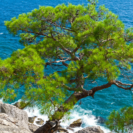 Древесно-Морская косметическая отдушка F Древесно-Морская косметическая отдушка F