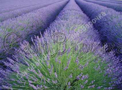 Лаванды Гидролат  Лаванды Гидролат