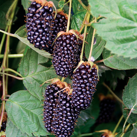 Ежевика Отдушка R Ежевика Отдушка R