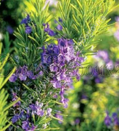 Розмарина Гидролат  Розмарина Гидролат