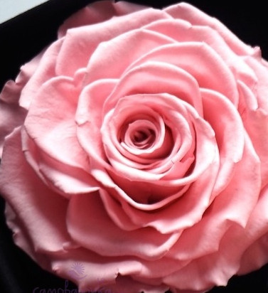 Blooming bouquet w F отдушка парфюмерная