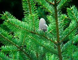 Пихта Отдушка R