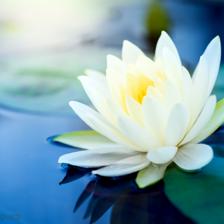 Белый лотос отдушка F Белый лотос отдушка F