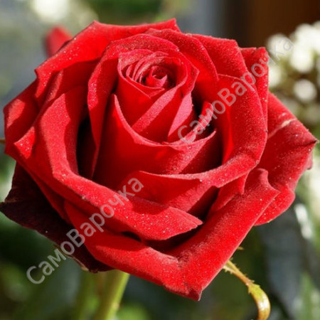 Гидролат розы  Гидролат розы