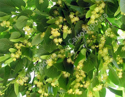 Липы цветки Гидролат Липы цветки Гидролат