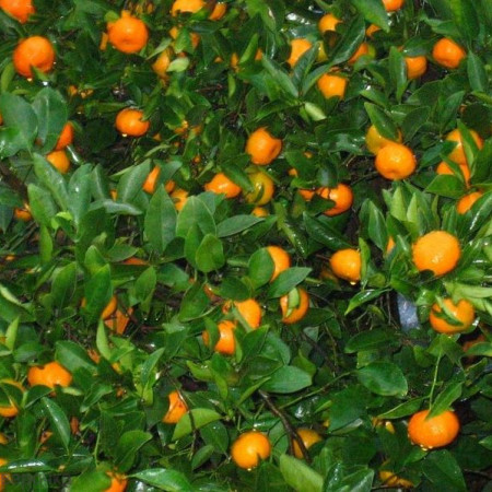 Танжерин отдушка F Танжерин отдушка F