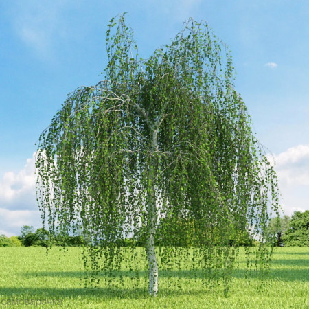 Берёза отдушка F Берёза отдушка F