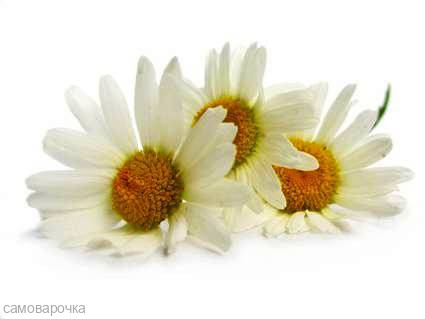 Ромашка полевая отдушка UKR