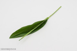 Стебель тюльпана с листом 30 см