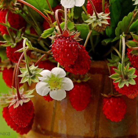Земляника Отдушка F