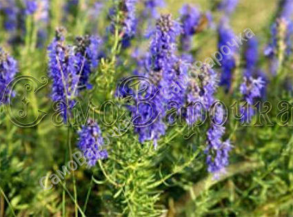 Гидролат иссопа Гидролат иссопа