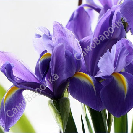 Синий ирис отдушка GER Синий ирис отдушка GER