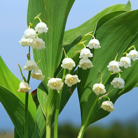 Ландыш отдушка F