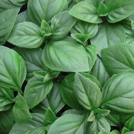 Базилик и тархун отдушка косметическая F