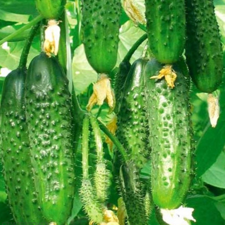 Огурец отдушка F