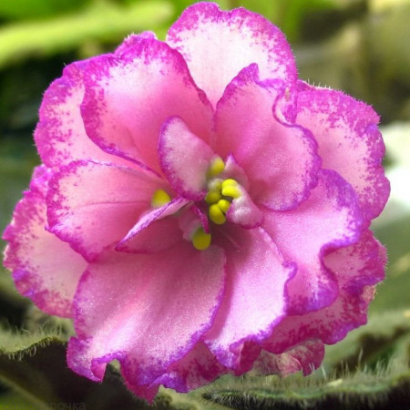 Фиалка отдушка F Фиалка отдушка F