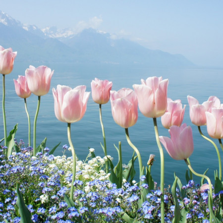 Весенняя нежность отдушка F