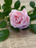 Роза Николь форма силиконовая 3D - 