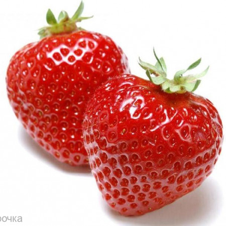 Клубника Отдушка R
