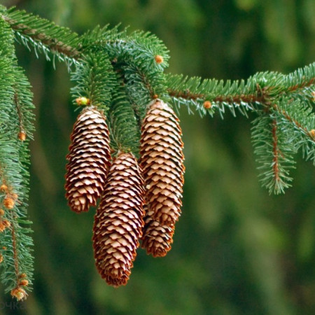 Еловые шишки Отдушка для свечей R Еловые шишки Отдушка для свечей R