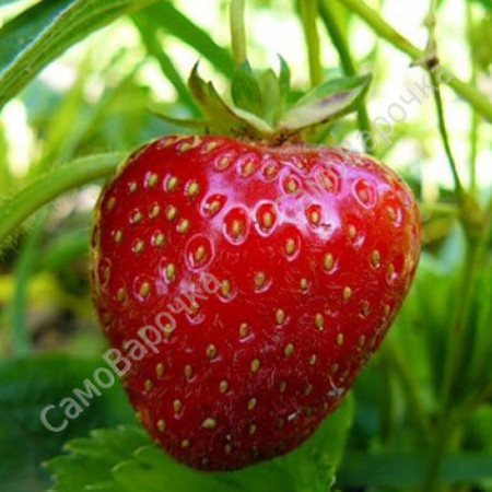 Клубничная отдушка для свечей F