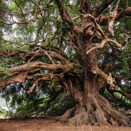 Удовое дерево отдушка F Удовое дерево отдушка F