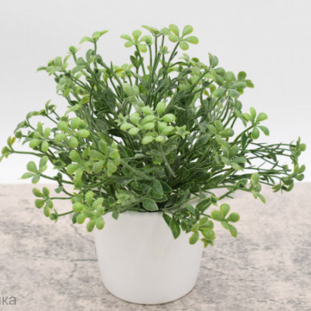 Кустик кресс-салат мини Кустик кресс-салат мини