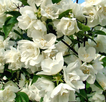 Жасминовый куст отдушка для свечей F Жасминовый куст отдушка для свечей F