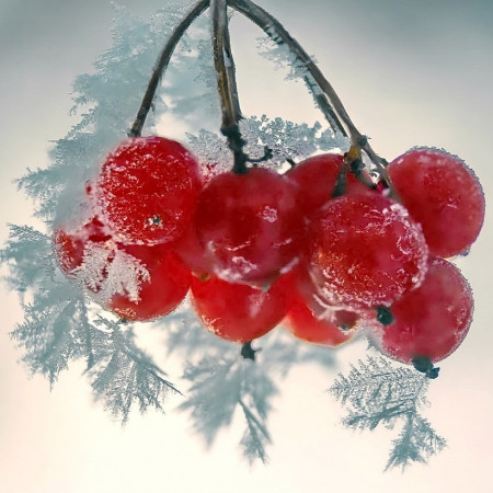 Зимняя ягода отдушка для свечей R Зимняя ягода отдушка для свечей R