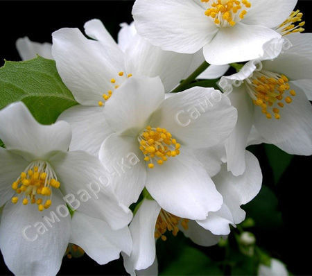 Жасмин отдушка для свечей F