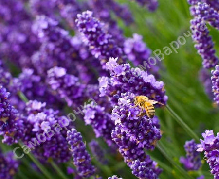 Отдушка  "лаванда"