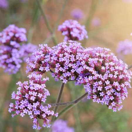 Вербена отдушка F Вербена отдушка F