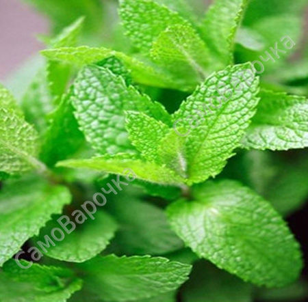 Мята отдушка для свечей