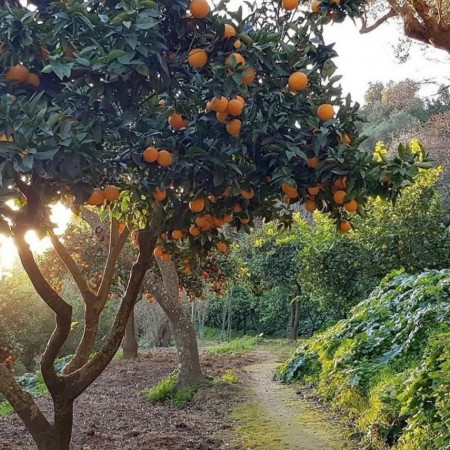 Мандариновое дерево отдушка R Мандариновое дерево отдушка R